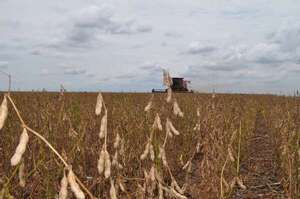 Productores de soja cuestionan distorsiones en la comercialización: no se justifican, dicen - ABC Rural - ABC Color