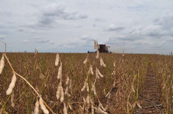 Productores de soja cuestionan distorsiones en la comercialización: no se justifican, dicen - ABC Rural - ABC Color
