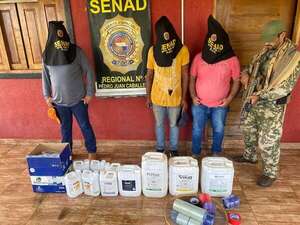 Cuatro detenidos, 12 vehículos incautados y gran producción de marihuana detectada en Amambay - Nacionales - ABC Color