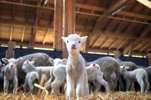 Producción ovina en Paraguay: un negocio rentable para pequeños y medianos productores