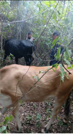 Recuperan dos vacunos robados tras denuncia por abigeato en San Pedro del Paraná