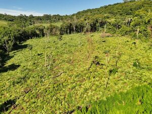 Operación «Escudo Guaraní» destruye 45.000 kg de marihuana en Amambay