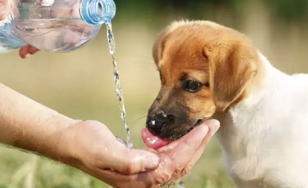 Ellos también sufren con este intenso calor: Recomendaciones para el cuidado de las mascotas ante las altas temperaturas