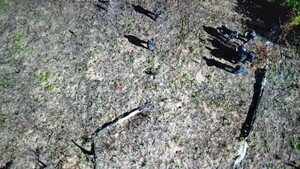 Narcos invaden agropecuaria para cultivo clandestino de marihuana