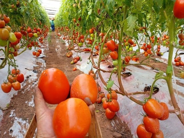 Más de 500 kg de tomate serán ofertados en feria agrícola en Asunción - ADN Digital