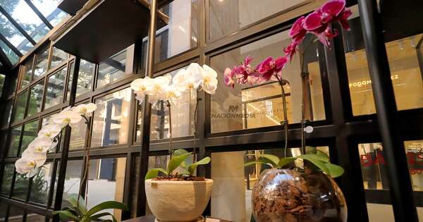 La Nación / Flores de Keiki en Distrito Perseverancia - OJO Galería