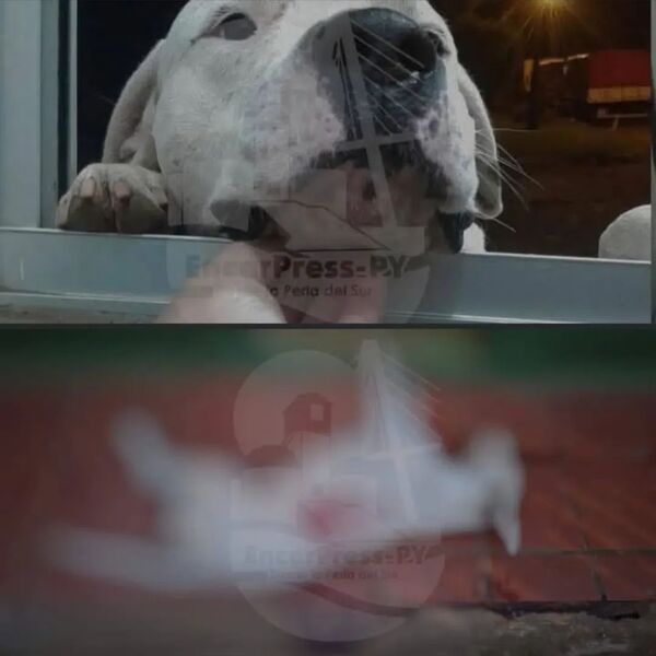 Popular / Triste: Draco dio la vida por proteger a los suyos