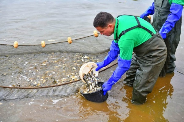 La piscicultura se consolida como motor de empleo y nutrición  - La Tribuna