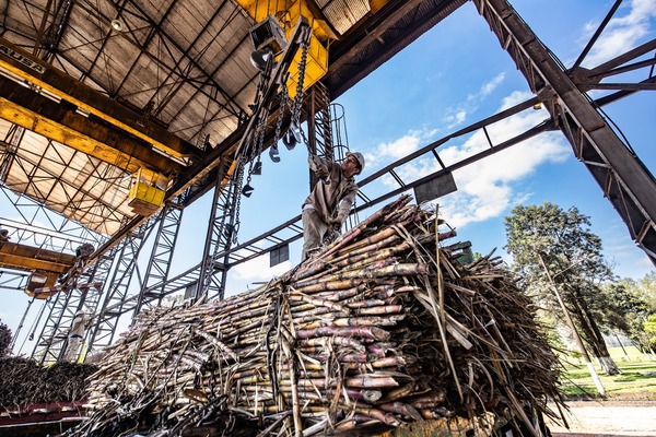 Cañicultores del Guairá amenazan con una nueva movilización por retrasos en el tren de molienda