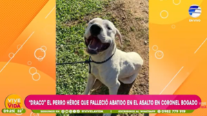 Draco el perro héroe que falleció abatido en el asalto en Coronel Bogado