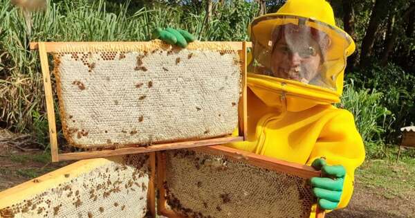 La apicultura paraguaya floreció como alternativa económica