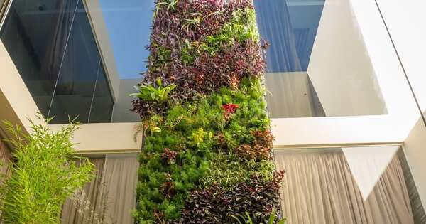 Cómo adaptar el jardín al clima paraguayo