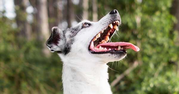 Golpes de calor durante los paseos 