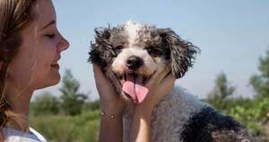 Alergias en perros durante el verano, señales de alerta y cuidados claves