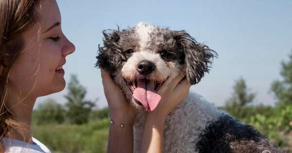 Alergias en perros durante el verano, señales de alerta y cuidados claves