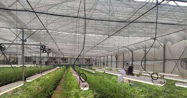 La industria forestal es uno de los fuertes de la provincia de Misiones