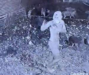 Video: roban cerdos de una “chanchería” en el Bañado Sur  - Policiales - ABC Color