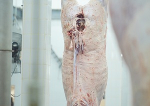 Frigoríficos utilizaron el 43% de la capacidad de faena en enero, 16% puntos menos al promedio