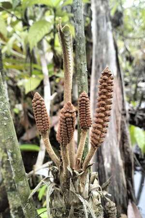 Descubren planta de la era de los dinosaurios en la Amazonía peruana - Ciencia - ABC Color