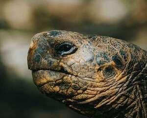 Colección científica de Galápagos: patrimonio natural ahora accesible para todos - Ciencia - ABC Color