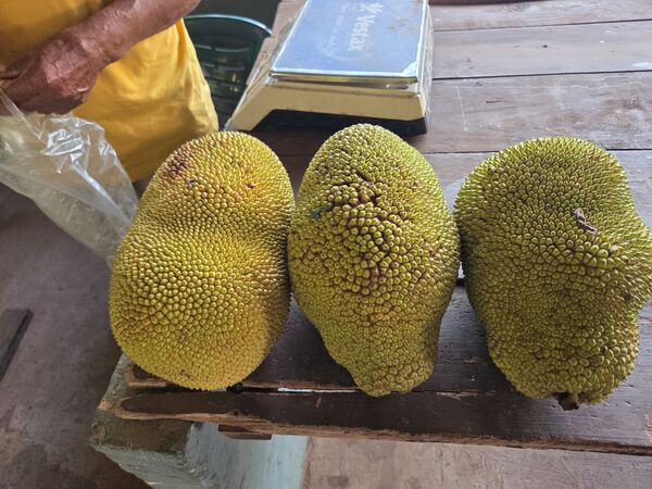 Yaca: fruta tropical promocionada por sus propiedades medicinales en feria de Concepción - Concepción al Día