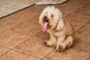 ¿Por qué arrastra su trasero el perro? Claves para entender esta conducta - Mascotas - ABC Color