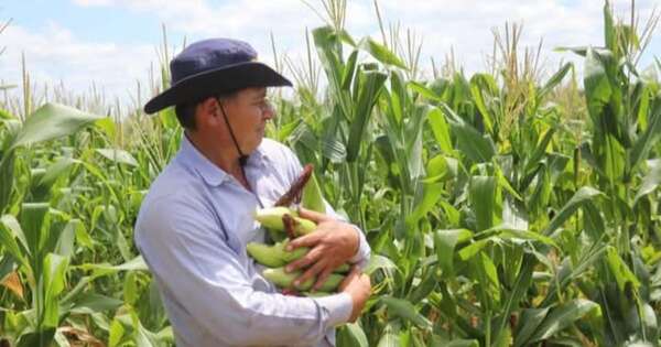 La Nación / Proyectan Centro de Procesamiento Agrícola en Caaguazú para potenciar la producción hortícola