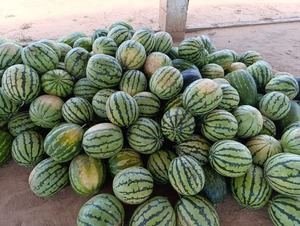 Expo Feria de la Sandía impulsa a productores y comunidades indígenas del departamento de Boquerón - ADN Digital