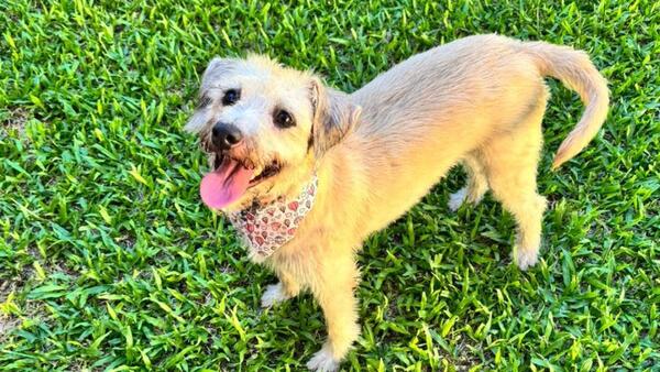 En feria de adopción, invitan a dar un hogar a animales rescatados