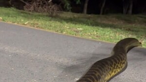 Video: Kuriju es observada cruzando sendero del Parque Guasu Metropolitano