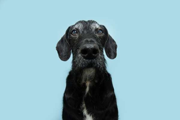 ¿Se puede educar a un perro senior? Mitos y verdades sobre imponer reglas a un perro anciano - Mascotas - ABC Color