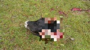 Nuevo hecho de abigeato golpea a poblador rural de Loreto - Concepción al Día