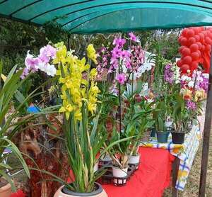 Color, naturaleza y regalos especiales: invitan a la feria de flores en Caacupé - Nacionales - ABC Color