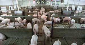 La Nación / Sector porcino impulsa exportaciones, inversiones y expansión del consumo interno en Paraguay