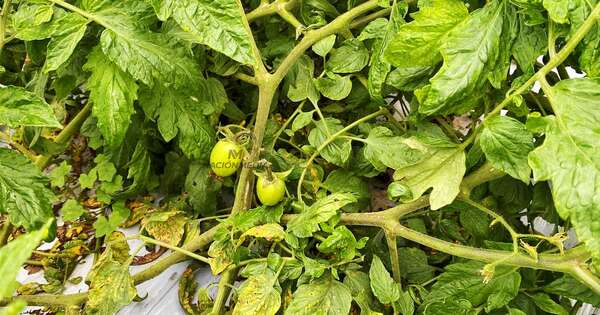 La Nación / Senave alerta sobre el virus del tomate y refuerza los controles para proteger la producción nacional