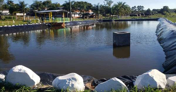 Diario HOY | Piscicultura impulsa empleo, nutrición y desarrollo para pequeños productores