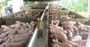 La Nación / Sector porcino impulsa inversiones, envíos y expande consumo interno