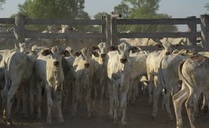 Senacsa ajusta el SIGOR y amplía márgenes para declarar mermas en el ganado