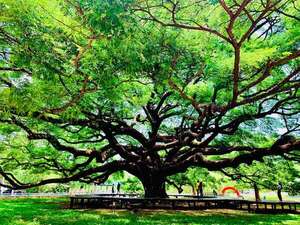 El árbol de la lluvia: Samanea saman, la especie que “llora” agua y enfría su ecosistema - Ciencia - ABC Color