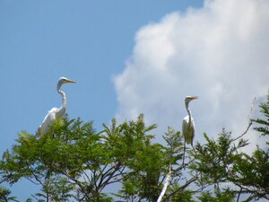 Sabanas, bosques y humedales en sinfonía: las aves que sostienen el paisaje de Ñeembucú