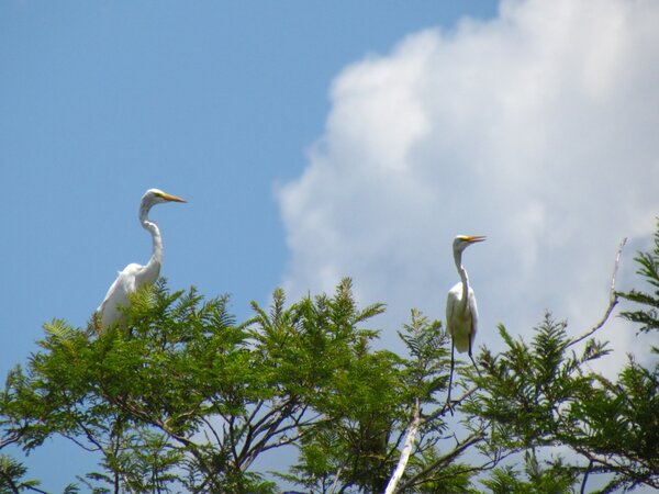 Sabanas, bosques y humedales en sinfonía: las aves que sostienen el paisaje de Ñeembucú