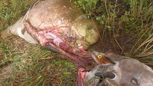 Nuevo caso de abigeato en Paso Horqueta genera preocupación entre productores - Concepción al Día