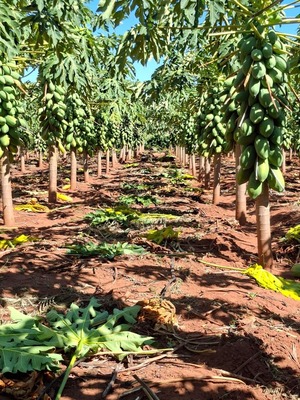 Productor de Yby Yaú apuesta a diversificación con próspera cosecha de mamón y tomate - ADN Digital