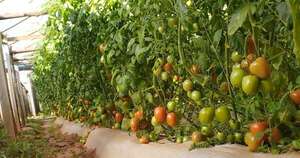 La Nación / Más de 100 productores de Itapúa se suman al plan cultivar tomate de verano