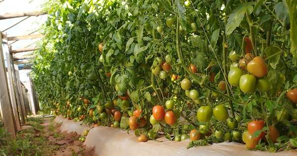 La Nación / Más de 100 productores de Itapúa se suman al plan cultivar tomate de verano