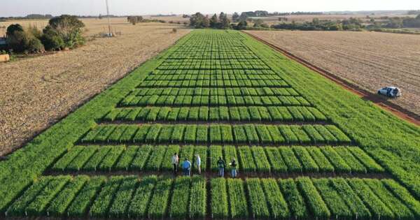 La Nación / Trigo: rubro clave en la agricultura que produce 1,2 millones de toneladas