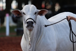 Expo Canindeyú llega con récord de animales y un clima de negocios que impulsa la inversión