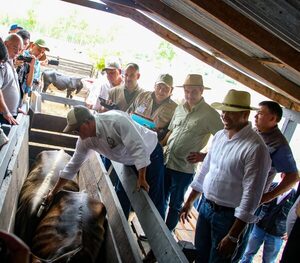 Comenzó el primer periodo de vacunación contra la fiebre aftosa en Paraguay