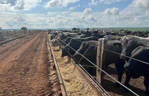 Novillo Mercosur marca récord histórico y supera los US$ 4,64 por kilo carcasa