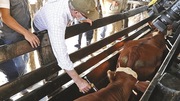 Senacsa inicia primer periodo de vacunación contra la fiebre aftosa